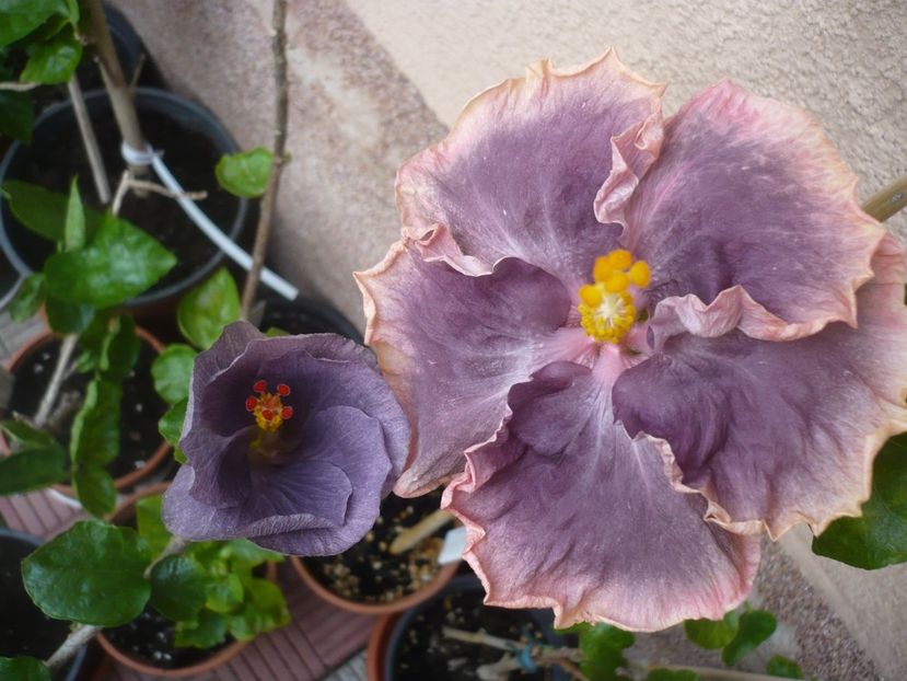 P1420231 - HIBISCUSI 2019-2