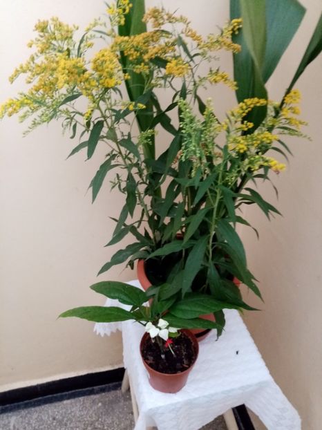 aspidistra si flori de solidago - iulie 2o19