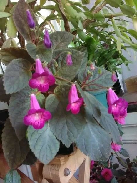 Heartland's Joy - 2018 anul doi de achimenes