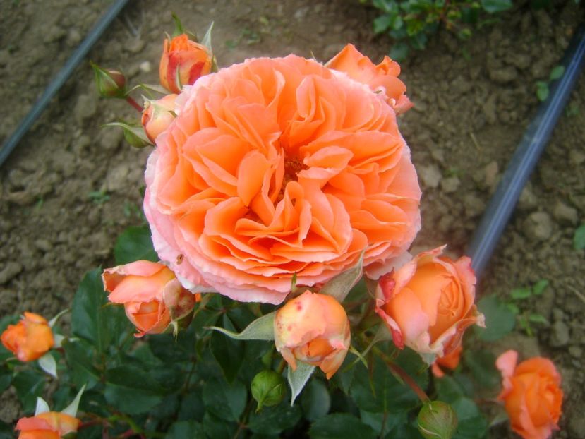  - Orange Meilove floribunda Meilland -2019-2020