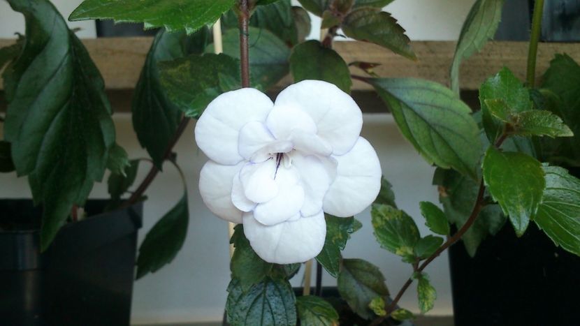 Double peticotee rose - Achimenes 2019