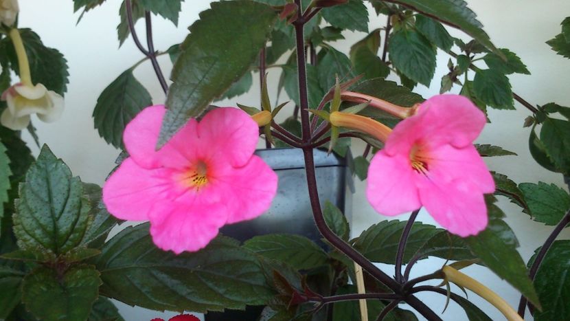 Charm - Achimenes 2019