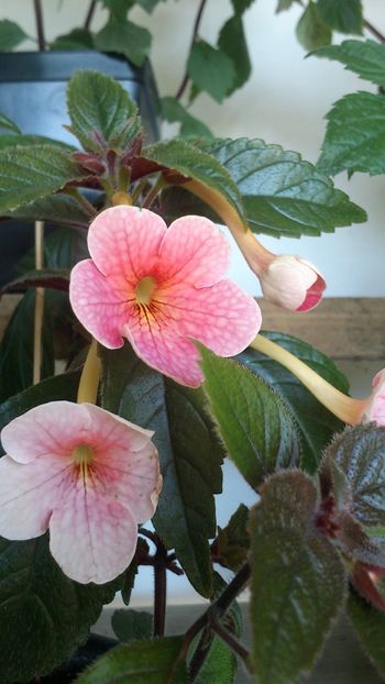 Teracotta - Achimenes 2019