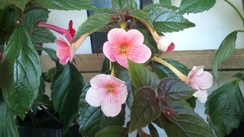 Teracotta - Achimenes 2019