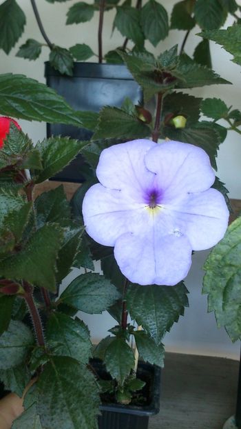 Blue swan - Achimenes 2019