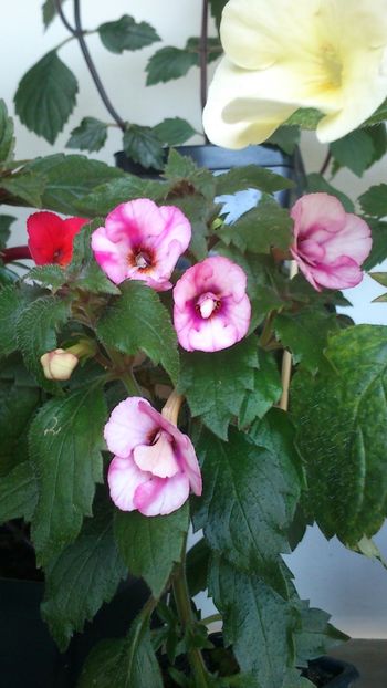 Amour - Achimenes 2019
