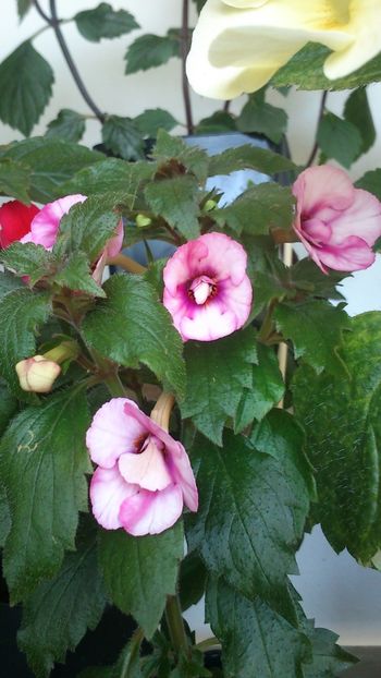 Amour - Achimenes 2019