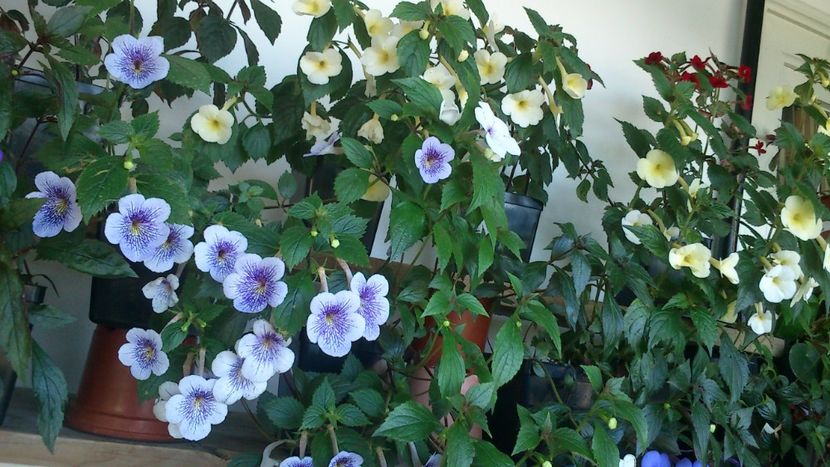  - Achimenes 2019
