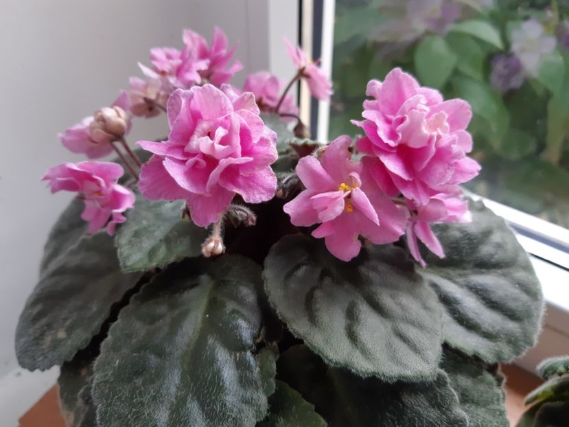 14 iulie - ROSE MARIE