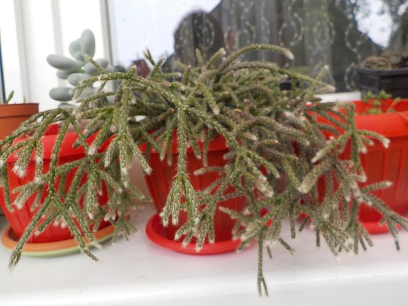  - rhipsalis pilocarpa