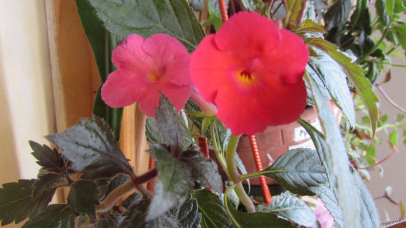 Magma - Achimenes 2019