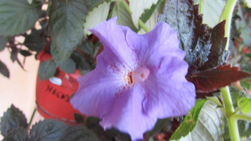 Texas Blue Bayou - Achimenes 2019