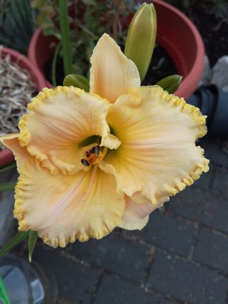 Total look ? - Hemerocallis 2020