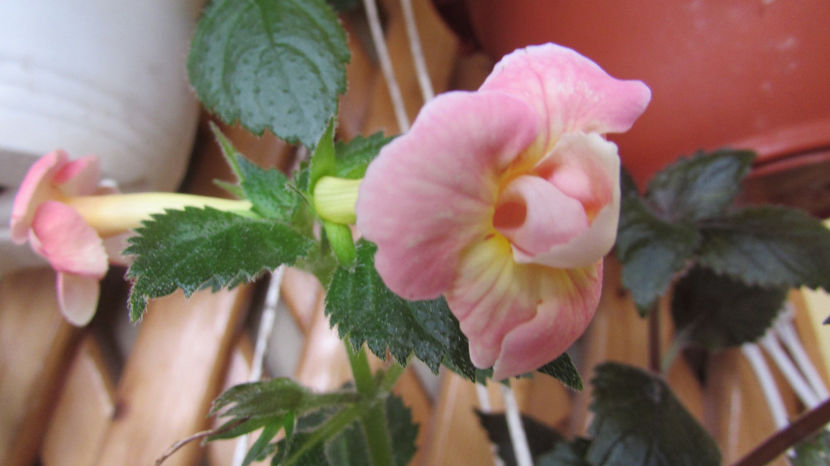 Rf_s Tequila Sunrise - Achimenes 2019