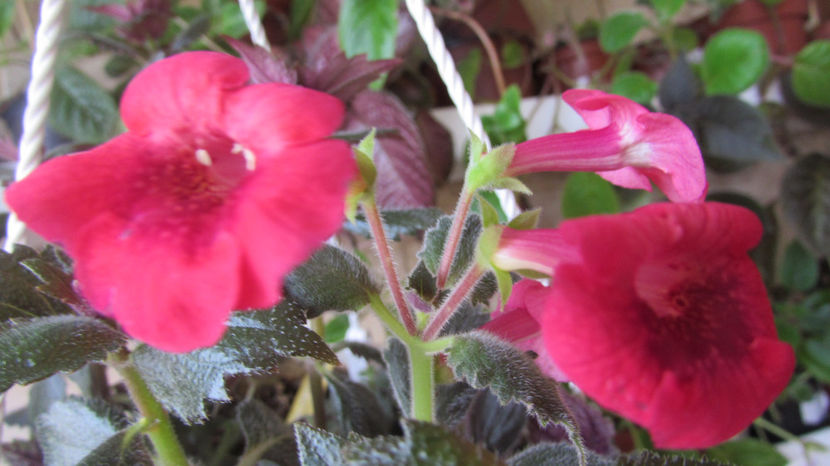 Sadistic Love - Achimenes 2019