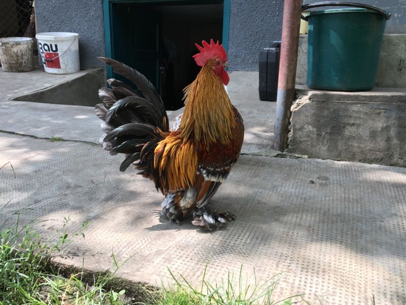 C6131A7C-A8BD-4D25-B257-19E68DE9BE0C - c--Mii de flori Auriu Albastru Portelan