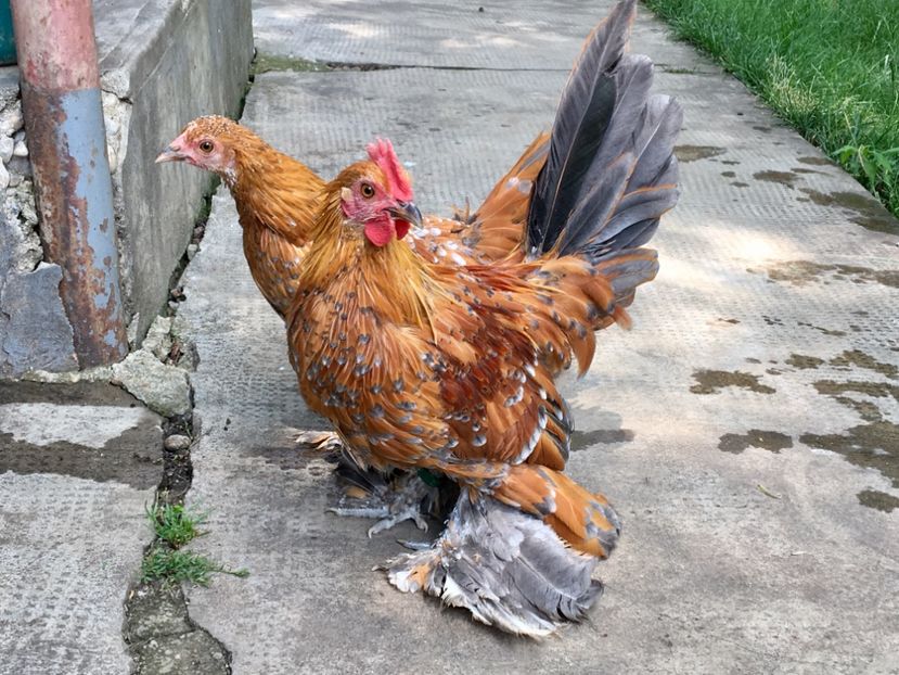 C9771184-B73A-4479-9FC8-2E54E610BD39 - c--Mii de flori Auriu Albastru Portelan