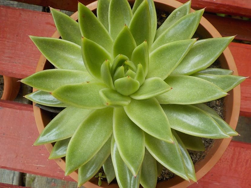  - echeveria agavoides