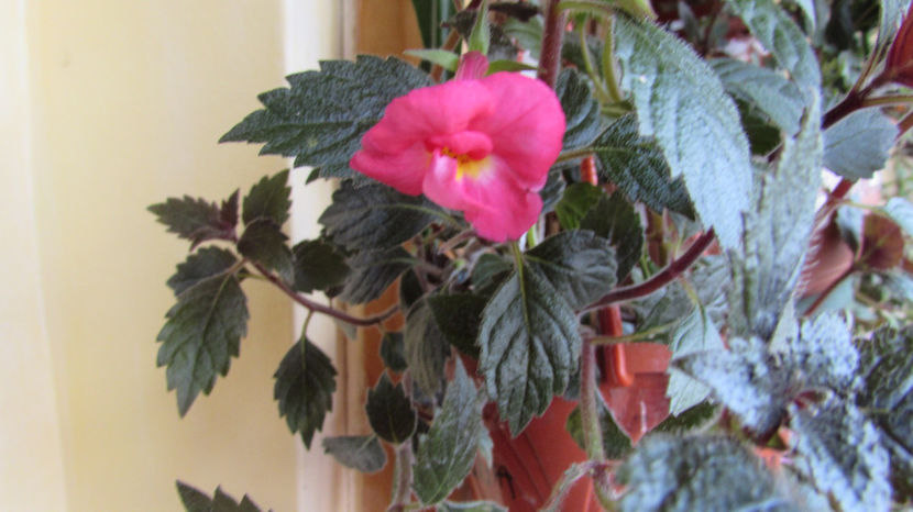 Nero? - Achimenes 2019