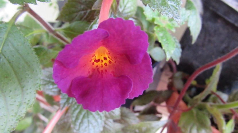 Purple Kimono - Achimenes 2019