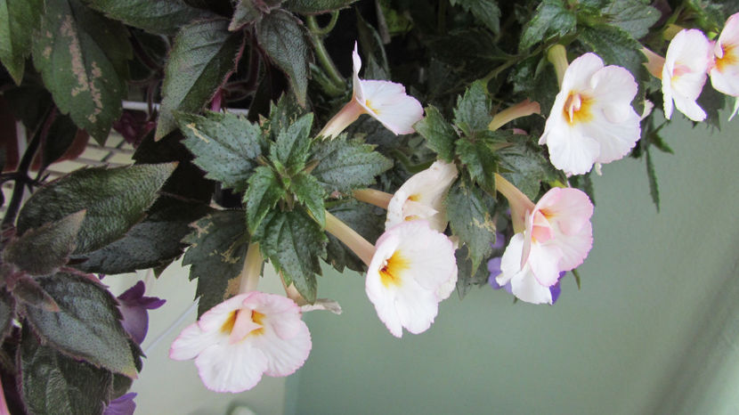 Vie en rose - Achimenes 2019