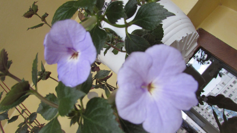 Forget Me Not - Achimenes 2019