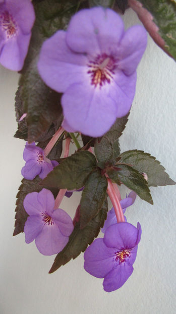 Electra - Achimenes 2019