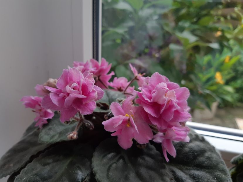 14 iulie - ROSE MARIE