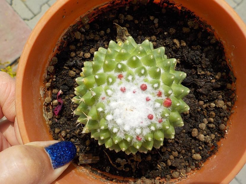  - mammilaria polithele