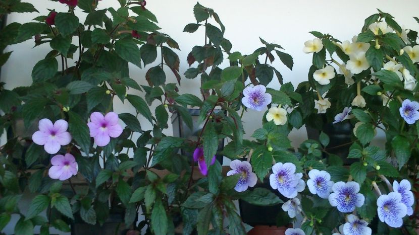  - Achimenes 2019
