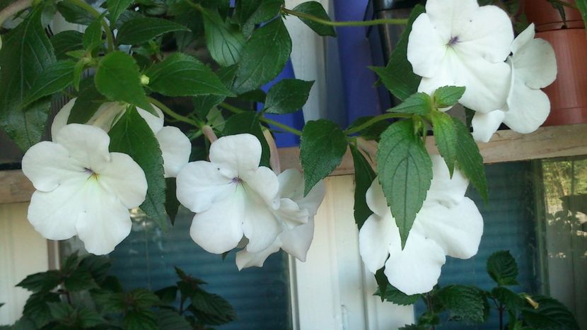 Jay Dee Large White - Achimenes 2019