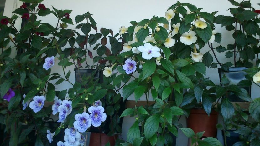 - Achimenes 2019