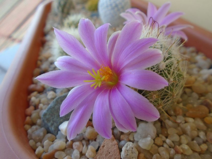 Mammillaria boolii - Cactusi 2019 bis