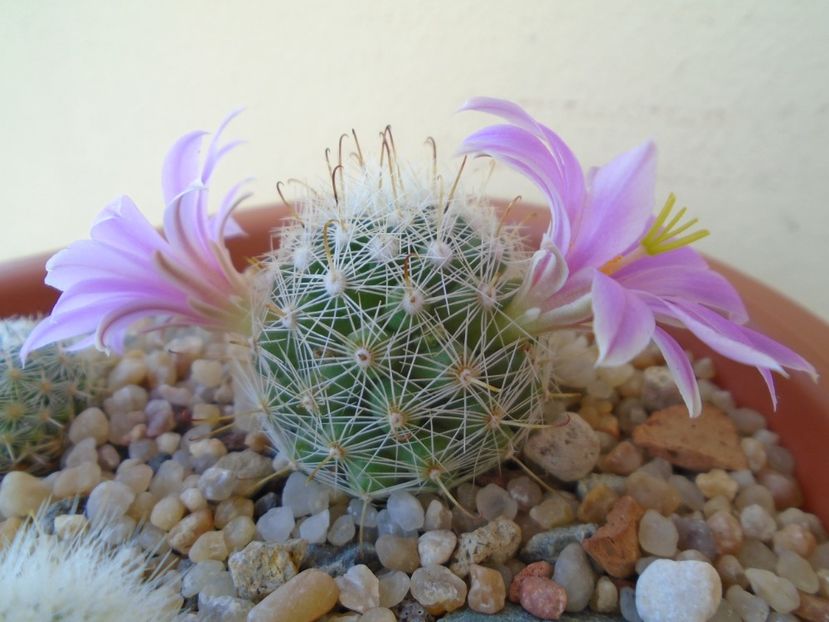 Mammillaria boolii - Cactusi 2019 bis
