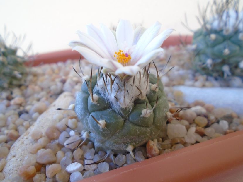 Turbinicarpus hibrid - Cactusi 2019 bis