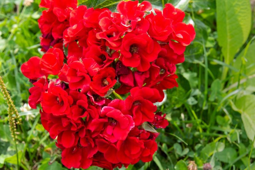 12.07.2019 - 1 Gradina mea