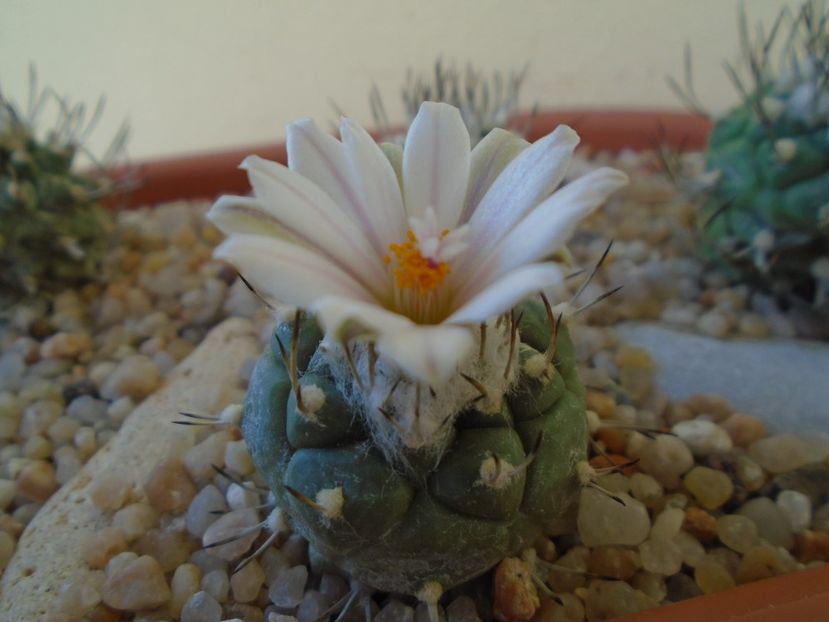 Turbinicarpus hibrid - Cactusi 2019 bis