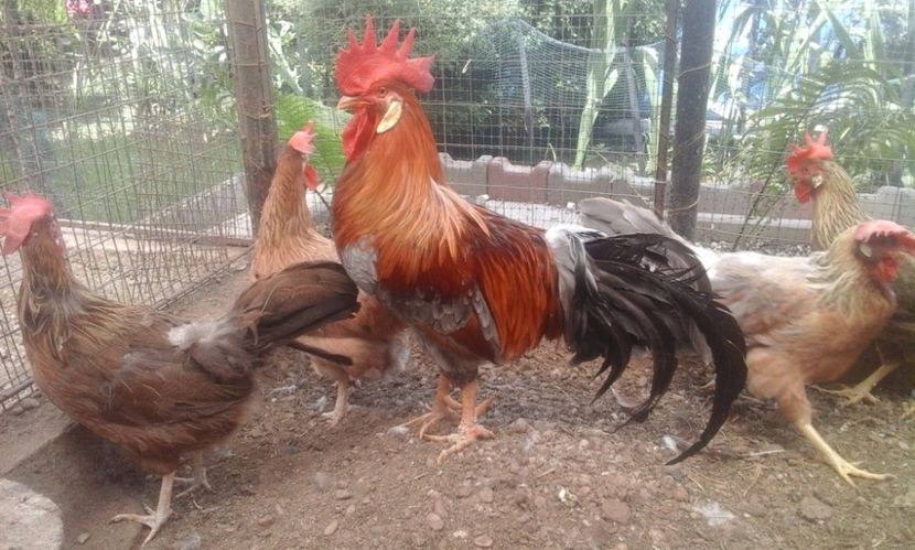  - Găini italiene de vânzare 2019