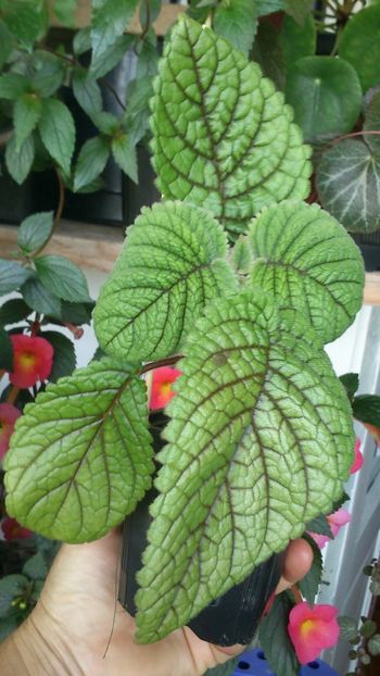 Niphea oblonga - Achimenes 2019