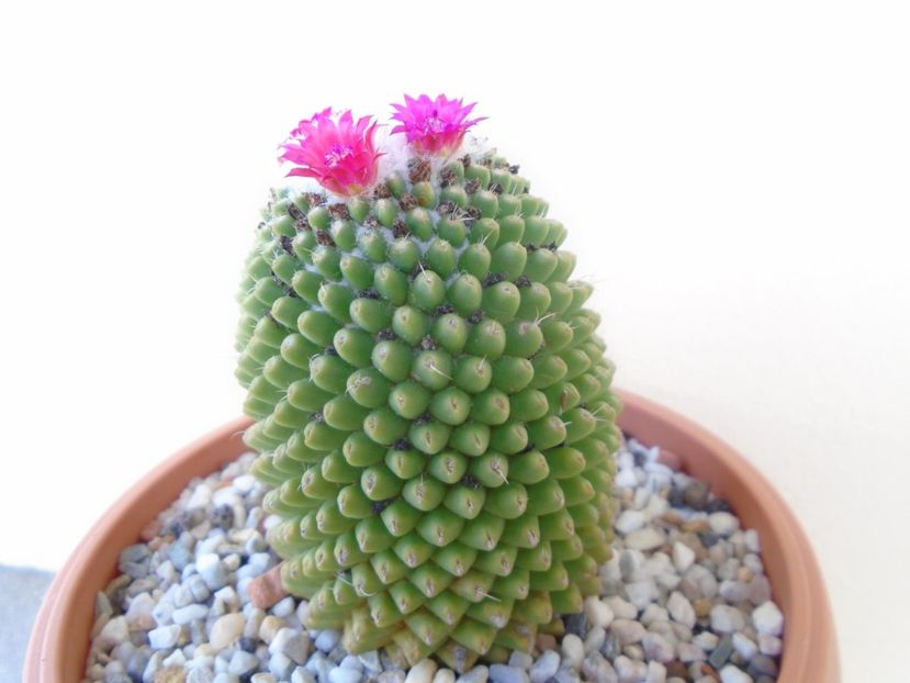 Mammillaria polythele cv. Stachellos - Cactusi 2019 bis