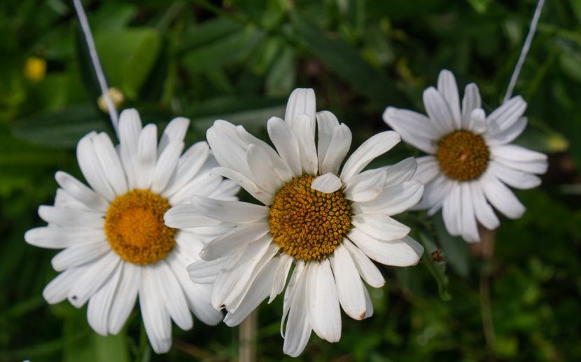 12.07.2019 - 1 Gradina mea