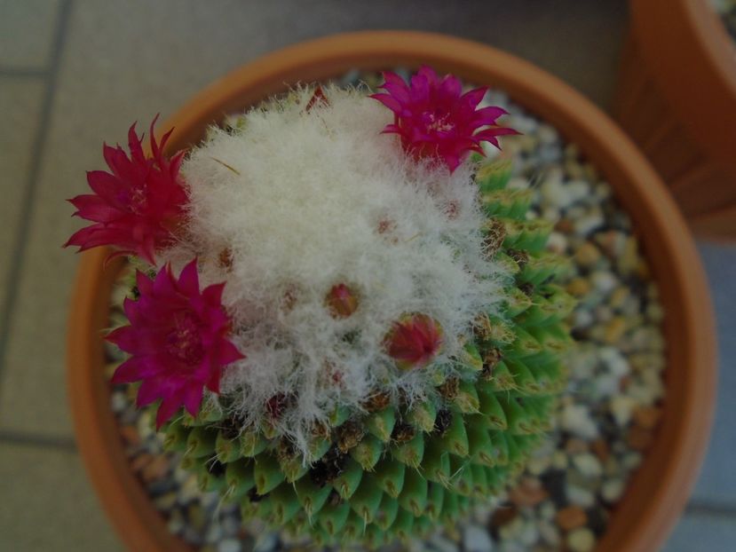 Mammillaria polythele cv. Stachellos - Cactusi 2019 bis