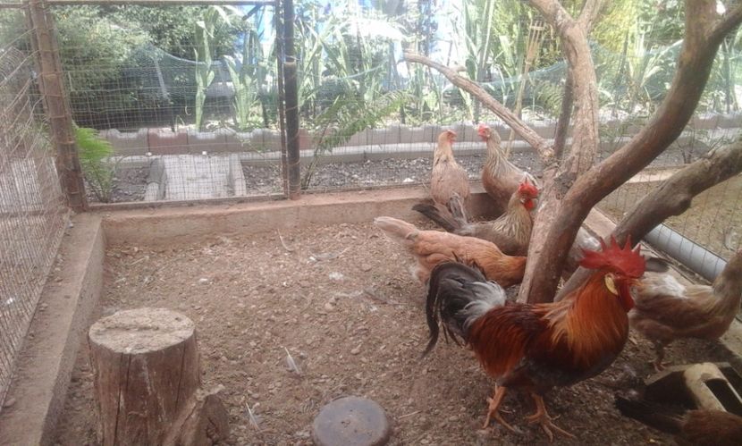  - Găini italiene de vânzare 2019