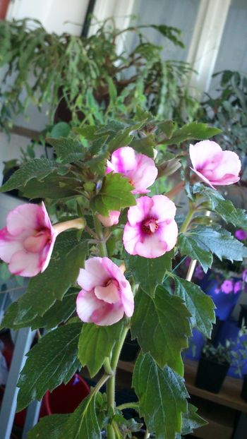Amour - Achimenes 2019