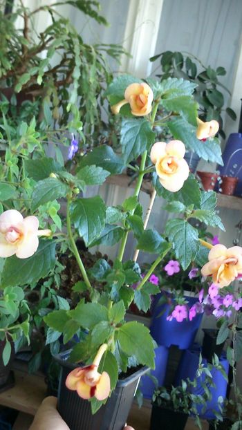 Peach orchard - Achimenes 2019