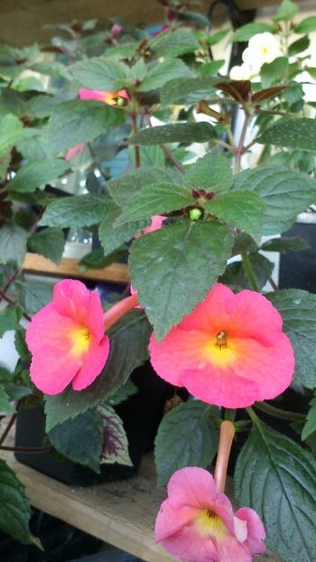 Peach cascade - Achimenes 2019