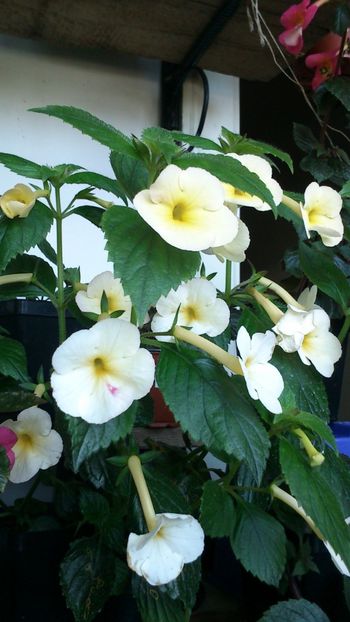  - Achimenes 2019