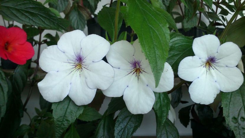 Charity - Achimenes 2019