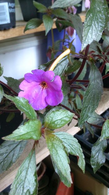 Necunoscut - Achimenes 2019