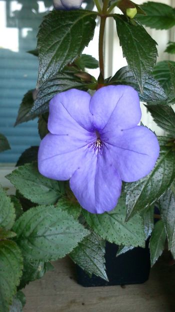 Iona - Achimenes 2019